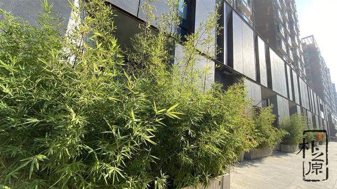 设计的诗学:混凝土装饰板在建筑中的艺术表达(图1)