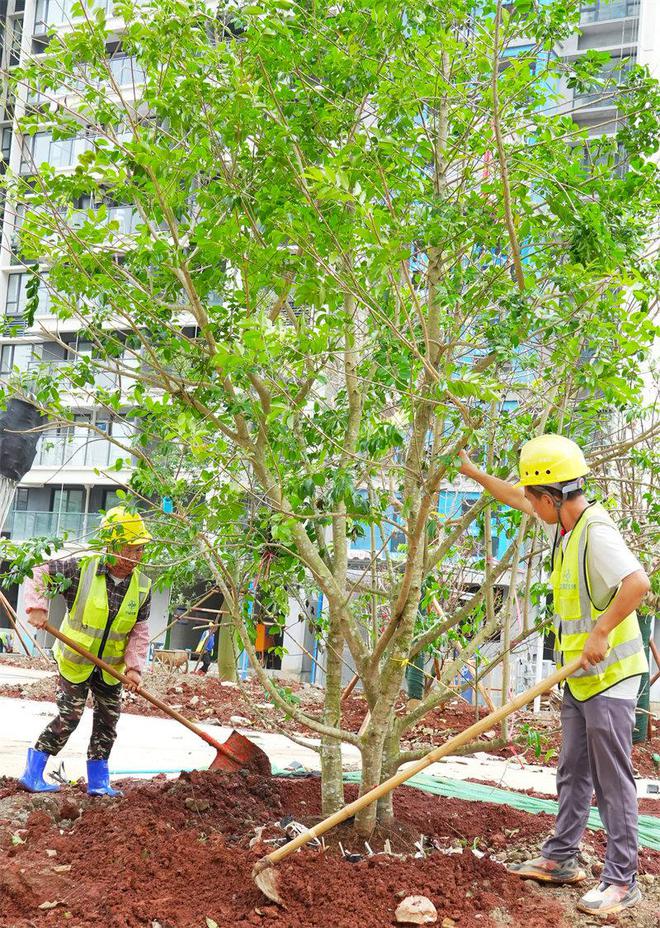 四季有花又有果海口江东新区一回迁房项目打造花园社区(图1)