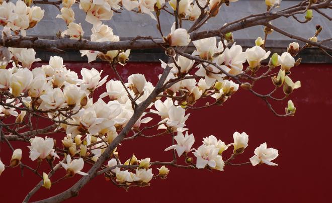 古刹寻芳：万寿寺玉兰盛放去智化寺、法源寺看花还要再等等(图1)