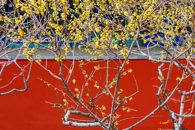 古刹寻芳：万寿寺玉兰盛放去智化寺、法源寺看花还要再等等(图4)