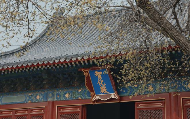 古刹寻芳：万寿寺玉兰盛放去智化寺、法源寺看花还要再等等(图3)